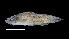  (Hoplosternum magdalenae - 1585-STB_SBCIM-05-27)  @11 [ ] Copyright (2019) Alejandro Mendez Lopez Instituto de Investigacion de Recursos Biologicos Alexander von Humboldt