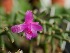  (Hatiora herminiae - MHJB-S90)  @11 [ ] Copyright (2018) Unspecified PlantGusto