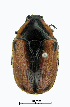  (Diaphonia dorsalis - ww04345)  @14 [ ] CreativeCommons - Attribution Non-Commercial Share-Alike (2017) Andrew Mitchell Australian Museum