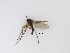  (Corynoptera sp. 25_TM - LW-QMT122)  @11 [ ] CreativeCommons  Attribution
Non-Commercial Share-Alike (2019) Unspecified Zhejiang A&F University