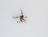  (Sciaridae_genus_JH01 sp. 10_TM - LW-QMT136)  @11 [ ] CreativeCommons  Attribution
Non-Commercial Share-Alike (2019) Unspecified Zhejiang A&F University