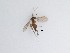  (Corynoptera sp. 17_TM - LW-QMT19)  @11 [ ] CreativeCommons  Attribution
Non-Commercial Share-Alike (2019) Unspecified Zhejiang A&F University