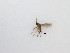  (Sciaridae_genus_JH01 sp. 6_TM - LW-QMT222)  @11 [ ] CreativeCommons  Attribution
Non-Commercial Share-Alike (2019) Unspecified Zhejiang A&F University