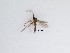  (Corynoptera sp. 11_TM - LW-QMT23)  @12 [ ] CreativeCommons  Attribution
Non-Commercial Share-Alike (2019) Unspecified Zhejiang A&F University