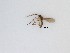  (Corynoptera sp. 32_TM - LW-QMT310)  @11 [ ] CreativeCommons  Attribution
Non-Commercial Share-Alike (2019) Unspecified Zhejiang A&F University