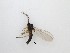  (Zygoneura sp. 1_TM - LW-QMT361)  @11 [ ] CreativeCommons  Attribution
Non-Commercial Share-Alike (2019) Unspecified Zhejiang A&F University