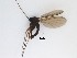  (Corynoptera sp. 30_TM - LW-QMT381)  @11 [ ] CreativeCommons  Attribution
Non-Commercial Share-Alike (2019) Unspecified Zhejiang A&F University