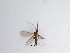  (Corynoptera sp. 32_TM - LW-QMT44)  @11 [ ] CreativeCommons  Attribution
Non-Commercial Share-Alike (2019) Unspecified Zhejiang A&F University