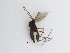  (Sciaridae_genus_JH01 sp. 59_TM - LW-QMT48)  @11 [ ] CreativeCommons  Attribution
Non-Commercial Share-Alike (2019) Unspecified Zhejiang A&F University