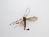  (Sciaridae_genus_JH01 sp. 29_TM - LW-QMT85)  @11 [ ] CreativeCommons  Attribution
Non-Commercial Share-Alike (2019) Unspecified Zhejiang A&F University