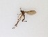  (Sciaridae_genus_JH01 sp. 37_TM - LW-XG38)  @11 [ ] CreativeCommons  Attribution
Non-Commercial Share-Alike (2019) Unspecified Zhejiang A&F University