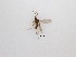  (Sciaridae_genus_JH01 sp. 76_TM - LW-XG39)  @11 [ ] CreativeCommons  Attribution
Non-Commercial Share-Alike (2019) Unspecified Zhejiang A&F University