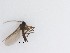  (Corynoptera sp. 27_TM - LW-XG882)  @11 [ ] CreativeCommons  Attribution
Non-Commercial Share-Alike (2019) Unspecified Zhejiang A&F University