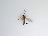  (Sciaridae_genus_JH01 sp. 73_TM - TMM-974)  @11 [ ] CreativeCommons  Attribution
Non-Commercial Share-Alike (2019) Unspecified Zhejiang A&F University