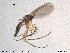  (Corynoptera montana - TRD-Sci040)  @14 [ ] CreativeCommons - Attribution Non-Commercial Share-Alike (2015) NTNU University Museum, Department of Natural History NTNU University Museum, Department of Natural History