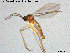  (Corynoptera blanda - TRD-Sci057)  @13 [ ] CreativeCommons - Attribution Non-Commercial Share-Alike (2015) NTNU University Museum, Department of Natural History NTNU University Museum, Department of Natural History