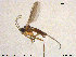  (Bradysia rectinervis - TRD-Sci065)  @11 [ ] CreativeCommons - Attribution Non-Commercial Share-Alike (2015) NTNU University Museum, Department of Natural History NTNU University Museum, Department of Natural History