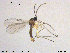  (Corynoptera irmgardis - TRD-Sci094)  @13 [ ] CreativeCommons - Attribution Non-Commercial Share-Alike (2015) NTNU University Museum, Department of Natural History NTNU University Museum, Department of Natural History