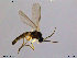  (Corynoptera forcipata - bf-sci-00090)  @13 [ ] CreativeCommons - Attribution Share-Alike (2014) OlsenGammelmo BioFokus