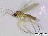  (Corynoptera postglobiformis - bf-sci-00485)  @12 [ ] CreativeCommons - Attribution Non-Commercial Share-Alike (2015) Oivind Gammelmo and Kjell Magne Olsen BioFokus