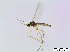  (Corynoptera blanda - bf-sci-00811)  @13 [ ] CreativeCommons - Attribution Non-Commercial Share-Alike (2016) Oivind Gammelmo BioFokus