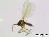  (Corynoptera cf. perornata - bf-sci-01016)  @11 [ ] CreativeCommons - Attribution Share-Alike (2015) OlsenGammelmo BioFokus