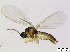  (Corynoptera cf. saetistyla - bf-sci-01110)  @11 [ ] CreativeCommons - Attribution Non-Commercial Share-Alike (2016) Kjell Magne Olsen BioFokus