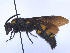  (Scolia fuscipennis - SCOL-00063)  @11 [ ] Copyright (c) (2024) Damian Ramirez Unspecified