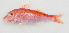  (Parupeneus chrysopleuron - SCS01)  @11 [ ] CreativeCommons - Attribution Non-Commercial Share-Alike (2019) Unspecified Guangdong Ocean University