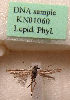  (Scythris ankylosauroides - KN01060)  @11 [ ] CreativeCommons - Attribution Non-Commercial (2019) Kari Nupponen Research Collection of K. & T. Nupponen