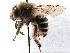  (Anthophora cf. californica - KJH.47)  @15 [ ] Unspecified (default): All Rights Reserved  Unspecified Unspecified