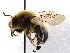  (Anthophora cf. crotchii - KJH.46)  @11 [ ] Unspecified (default): All Rights Reserved  Unspecified Unspecified