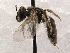  (Lasioglossum nigrescens - KJH.2924)  @13 [ ] Unspecified (default): All Rights Reserved  Unspecified Unspecified