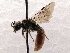  (Sphecodes SanDiego Sp.1 - KJH.1417)  @14 [ ] Unspecified (default): All Rights Reserved  Unspecified Unspecified