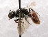  (Sphecodes prosphorus - KJH.542)  @14 [ ] Unspecified (default): All Rights Reserved  Unspecified Unspecified