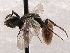  (Sphecodes SanDiego sp. G - KJH.5943)  @13 [ ] Unspecified (default): All Rights Reserved  Unspecified Unspecified