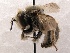  (Anthidium collectum - KJH.862)  @14 [ ] Unspecified (default): All Rights Reserved  Unspecified Unspecified