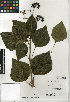  (Hedera canariensis - CCDB-24907-E11)  @11 [ ] CreativeCommons - Attribution Non-Commercial Share-Alike (2015) SDNHM San Diego Natural History Museum