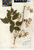  (Aralia californica - CCDB-24907-F11)  @11 [ ] CreativeCommons - Attribution Non-Commercial Share-Alike (2015) SDNHM San Diego Natural History Museum