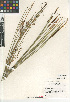  (Juncus balticus - CCDB-23397-C12)  @11 [ ] CreativeCommons - Attribution Non-Commercial Share-Alike (2015) SDNHM San Diego Natural History Museum