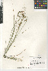  (Carex triquetra - CCDB-23397-E09)  @11 [ ] CreativeCommons - Attribution Non-Commercial Share-Alike (2015) SDNHM San Diego Natural History Museum