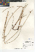  (Schoenoplectus pungens - CCDB-23397-H12)  @11 [ ] CreativeCommons - Attribution Non-Commercial Share-Alike (2015) SDNHM San Diego Natural History Museum