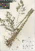  (Poa pratensis pratensis - CCDB-23952-A11)  @11 [ ] CreativeCommons - Attribution Non-Commercial Share-Alike (2015) SDNHM San Diego Natural History Museum