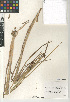  (Juncus phaeocephalus paniculatus - CCDB-23952-B01)  @11 [ ] CreativeCommons - Attribution Non-Commercial Share-Alike (2015) SDNHM San Diego Natural History Museum