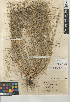 (Eragrostis pectinacea - CCDB-23952-C07)  @11 [ ] CreativeCommons - Attribution Non-Commercial Share-Alike (2015) SDNHM San Diego Natural History Museum