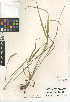  (Bromus pseudolaevipes - CCDB-24957-F05)  @11 [ ] CreativeCommons - Attribution Non-Commercial Share-Alike (2015) SDNHM San Diego Natural History Museum