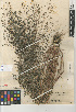  (Eragrostis mexicana - CCDB-23952-D07)  @11 [ ] CreativeCommons - Attribution Non-Commercial Share-Alike (2015) SDNHM San Diego Natural History Museum