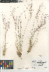  (Aristida purpurea longiseta - CCDB-23952-E03)  @11 [ ] CreativeCommons - Attribution Non-Commercial Share-Alike (2015) SDNHM San Diego Natural History Museum