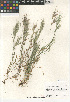  (Bromus madritensis rubens - CCDB-23952-E05)  @11 [ ] CreativeCommons - Attribution Non-Commercial Share-Alike (2015) SDNHM San Diego Natural History Museum