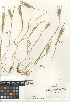  (Hordeum murinum - CCDB-23952-E09)  @11 [ ] CreativeCommons - Attribution Non-Commercial Share-Alike (2015) SDNHM San Diego Natural History Museum